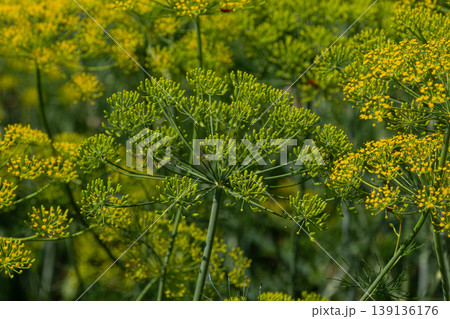 Dill plant in full bloom showcasing vibrant yellow flowers in a sunny garden during summer Dill plant in full bloom showcasing vibrant yellow flowers in a sunny garden during summer 139136176
