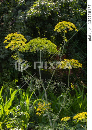 Dill plant showcasing vibrant yellow flowers in a lush garden setting during late spring or early summer Dill plant showcasing vibrant yellow flowers in a lush garden setting during late spring or early summer 139136177