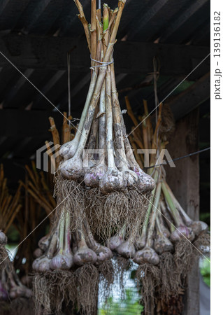 Garlic bulbs hanging from strings in a rustic wooden shed showcasing their roots and earthy texture Garlic bulbs hanging from strings in a rustic wooden shed showcasing their roots and earthy texture 139136182