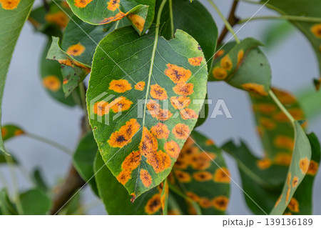 Pear tree leaves displaying symptoms of pear rust disease caused by Gymnosporangium sabinae affecting plant health in a garden setting Pear tree leaves displaying symptoms of pear rust disease caused by Gymnosporangium sabinae affecting plant health in a garden setting 139136189