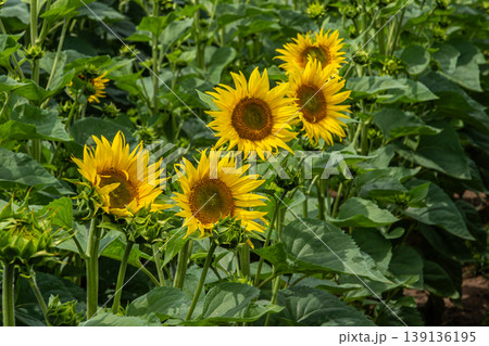 Sunflowers bloom vibrantly in a lush green field during summer showcasing their bright yellow petals under the warm sunlight Sunflowers bloom vibrantly in a lush green field during summer showcasing their bright yellow petals under the warm sunlight 139136195