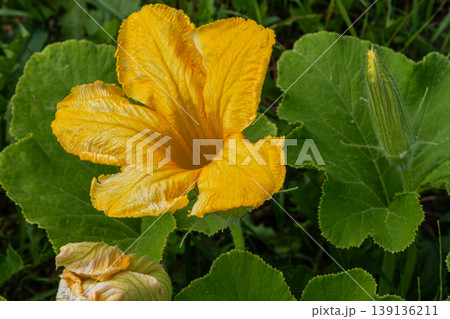 Vibrant yellow zucchini flower blooming amidst green leaves in a garden showcasing the beauty of summer squash in full growth 139136211