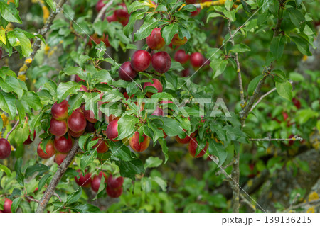 Cherry plum tree showcasing ripe fruits nestled among vibrant green leaves in a sunny garden during early summer Cherry plum tree showcasing ripe fruits nestled among vibrant green leaves in a sunny garden during early summer 139136215