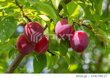 Ripe cherry plums hanging on vibrant green branches in a sunny orchard during late summer Ripe cherry plums hanging on vibrant green branches in a sunny orchard during late summer 139136217