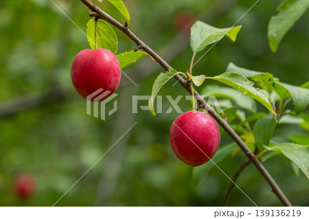 Cherry plum fruits hanging on a branch among vibrant green leaves in a sunny garden setting during late spring 139136219