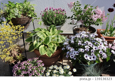 春の花の寄せ鉢 春の花の寄せ鉢 139136323