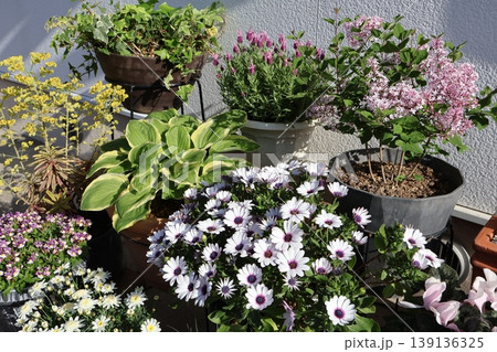 玄関前の花の寄せ鉢 139136325