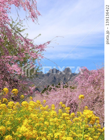 阿蘇の春 高森町・サクラミチの花 (熊本県) 阿蘇の春 高森町・サクラミチの花 (熊本県) 139136422