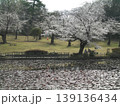 池に映る桜 139136434