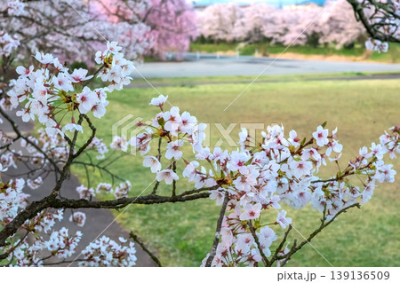 260412宮川緑地公園桜z013 139136509