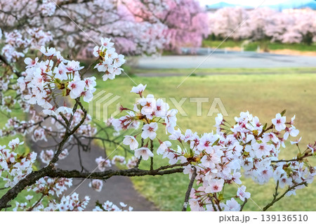 260412宮川緑地公園桜z021 260412宮川緑地公園桜z021 139136510