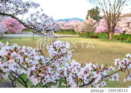 260412宮川緑地公園桜z042 139136513