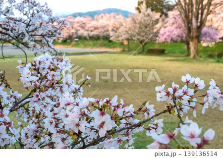 260412宮川緑地公園桜z053 260412宮川緑地公園桜z053 139136514