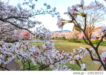 260412宮川緑地公園桜z074 260412宮川緑地公園桜z074 139136515
