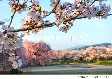 260412宮川緑地公園桜z097 139136517