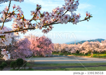 260412宮川緑地公園桜z108 260412宮川緑地公園桜z108 139136518