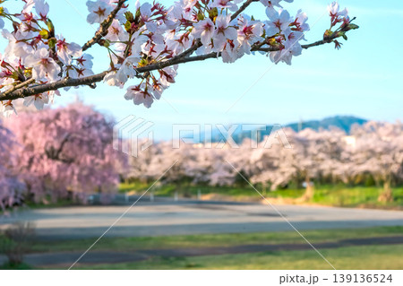 260412宮川緑地公園桜z159 139136524
