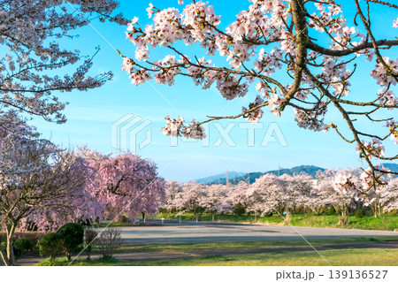 260412宮川緑地公園桜z190 260412宮川緑地公園桜z190 139136527