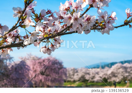 260412宮川緑地公園桜z225 260412宮川緑地公園桜z225 139136529