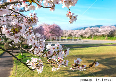 260412宮川緑地公園桜z261 139136531