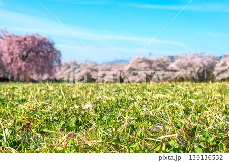 260412宮川緑地公園桜z276 139136532