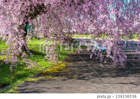 260412宮川緑地公園桜z403 139136536