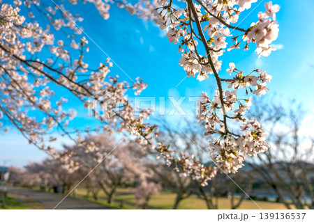 260412宮川緑地公園桜z415 260412宮川緑地公園桜z415 139136537