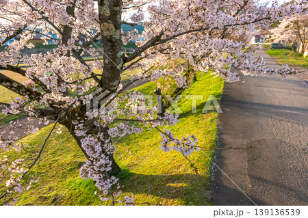 260412宮川緑地公園桜z435 139136539