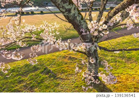 260412宮川緑地公園桜z440 139136541