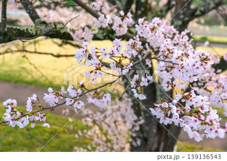 260412宮川緑地公園桜z463 260412宮川緑地公園桜z463 139136543