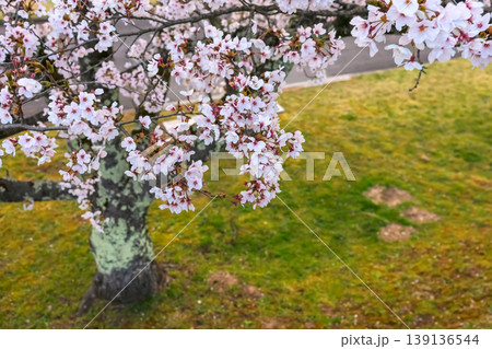 260412宮川緑地公園桜z479 260412宮川緑地公園桜z479 139136544