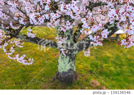 260412宮川緑地公園桜z483 139136546