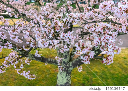 260412宮川緑地公園桜z488 139136547