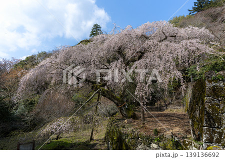 守静坊の枝垂れ桜 139136692