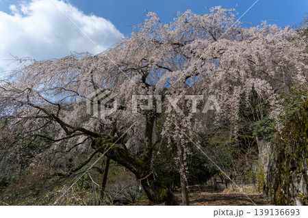 守静坊の枝垂れ桜 守静坊の枝垂れ桜 139136693