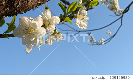 桃の花 桃の花 139136929