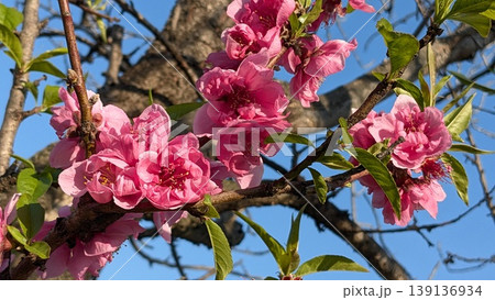 桃の花 桃の花 139136934