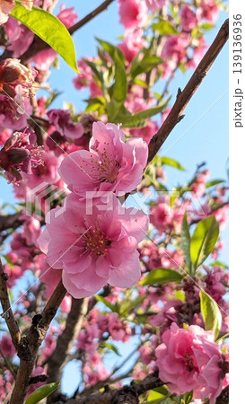 桃の花 桃の花 139136936