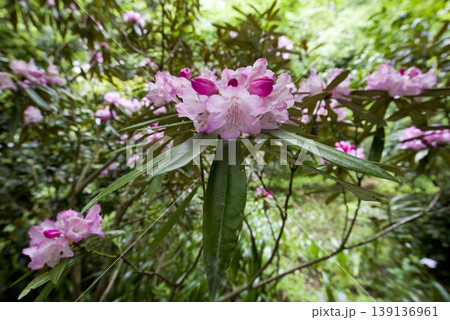 公園にシャクナゲの花が咲いています。 公園にシャクナゲの花が咲いています。 139136961