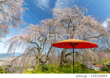 身延のしだれ桜 身延のしだれ桜 139136964