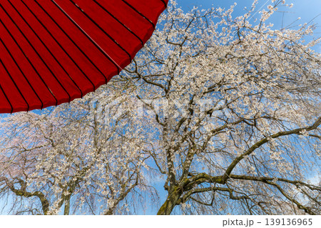 身延のしだれ桜 139136965