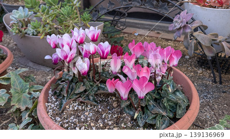 シクラメン 139136969
