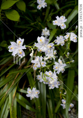 白いジャガの花が咲いています。学名はIris japonicaです。 白いジャガの花が咲いています。学名はIris japonicaです。 139137036