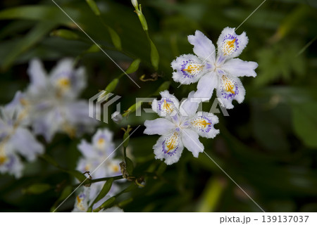 白いジャガの花が咲いています。学名はIris japonicaです。 139137037