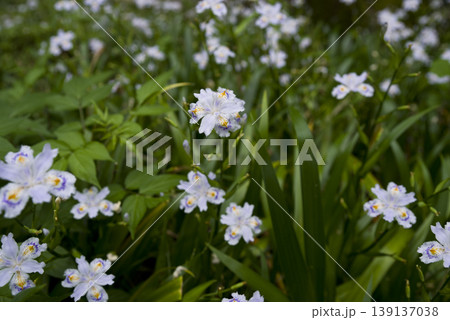 白いジャガの花が咲いています。学名はIris japonicaです。 白いジャガの花が咲いています。学名はIris japonicaです。 139137038