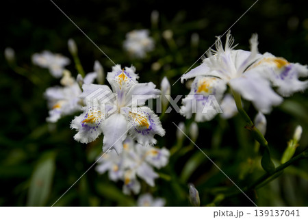 白いジャガの花が咲いています。学名はIris japonicaです。 139137041