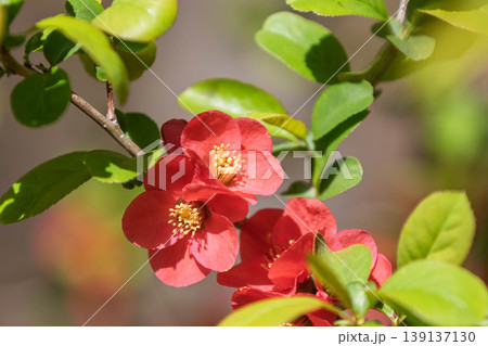 ボケの花 ボケの花 139137130