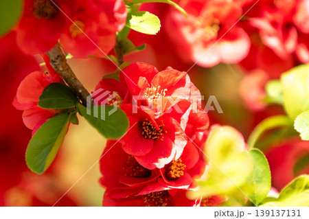 ボケの花 ボケの花 139137131