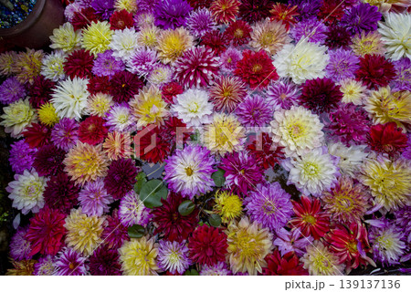 色とりどりの芍薬の花が水に浮かんでいます。 139137136