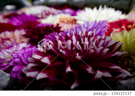 色とりどりの芍薬の花が水に浮かんでいます。 色とりどりの芍薬の花が水に浮かんでいます。 139137137
